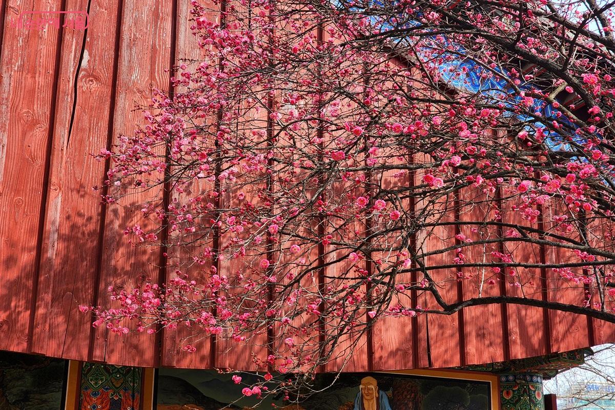 봄의 시작을 알리는 봉은사 홍매화 ©김윤화