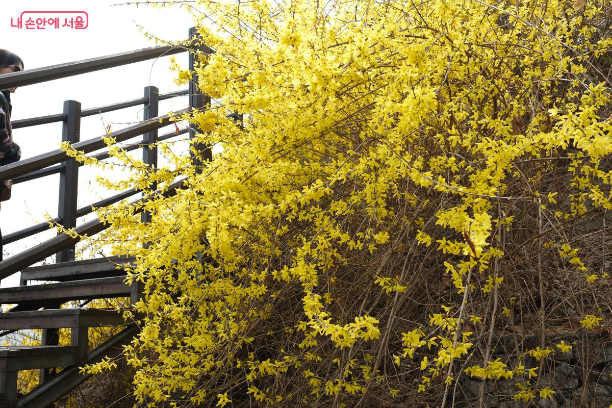 계단을 오르며 가까이에서 개나리를 구경하는 재미도 쏠쏠하다. &copy;박우영