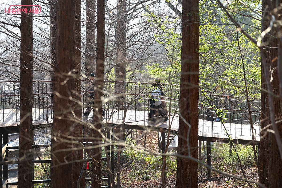 푸릇푸릇 올라온 새싹이 생기를 더하는 남산 하늘숲길 &copy;김주연