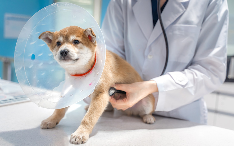 반려동물 진료비 부담 덜어드려요! 취약계층에 최대 20만원 지원