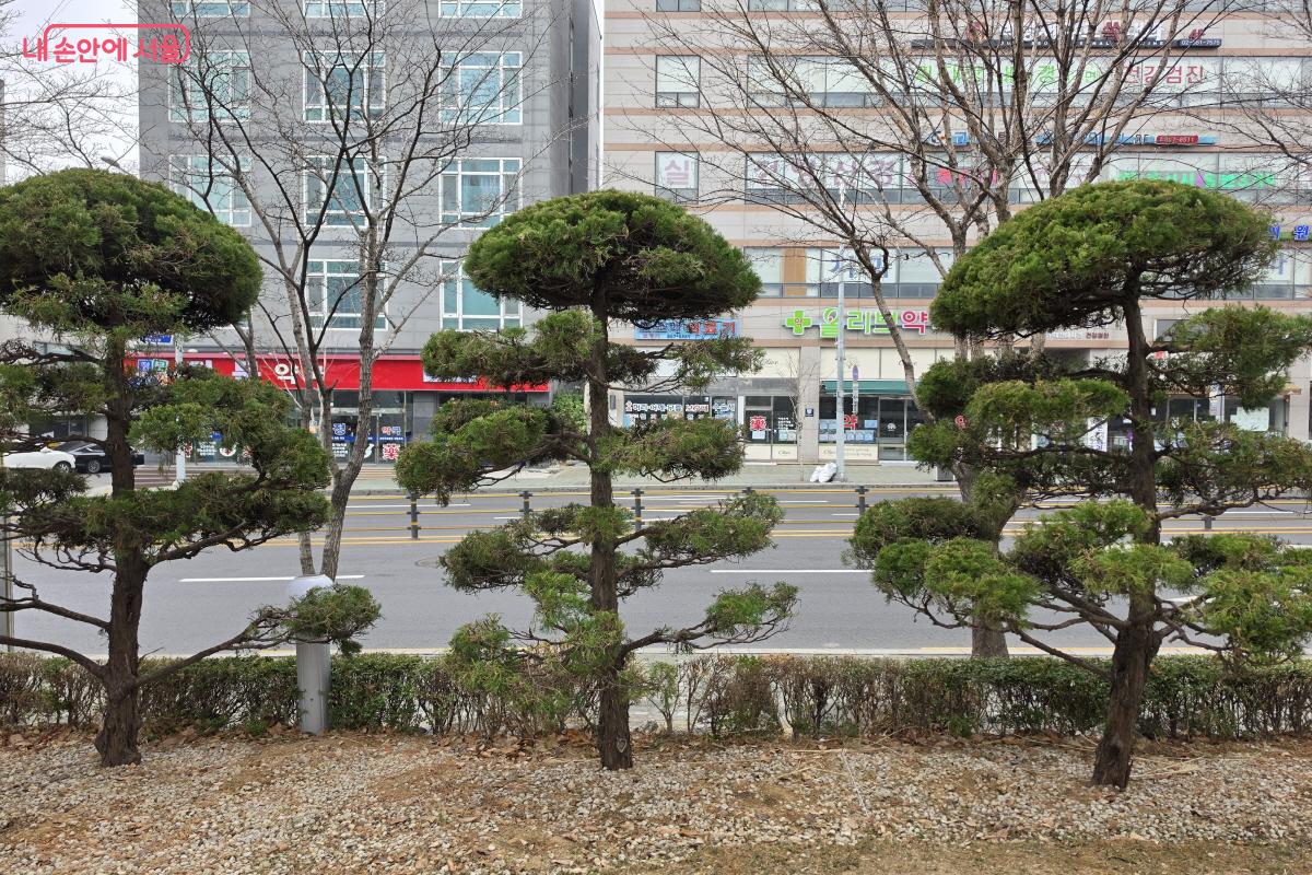 고려대학교 구로병원에 식재된 소나무들 ⓒ조수연