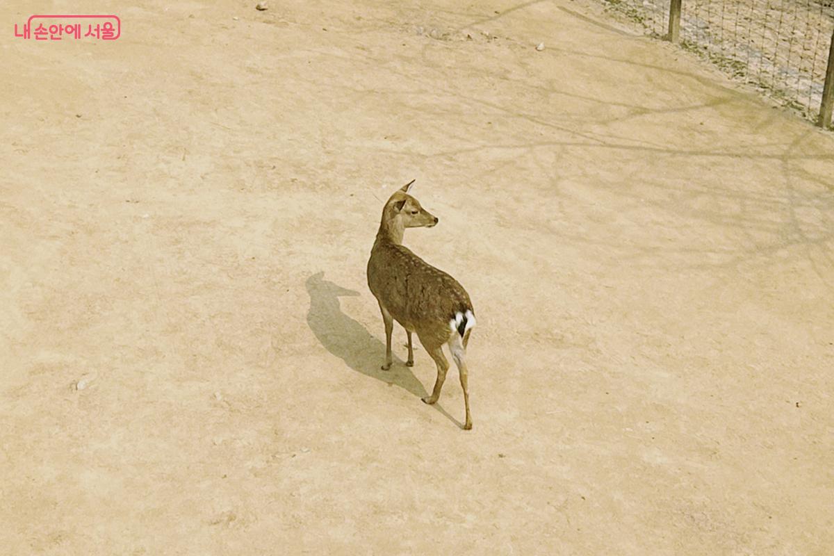 서울숲 생태숲 내 사슴방사장이 있다. 도심 공원에서 사슴을 만나보니 반갑다. ⓒ김아름