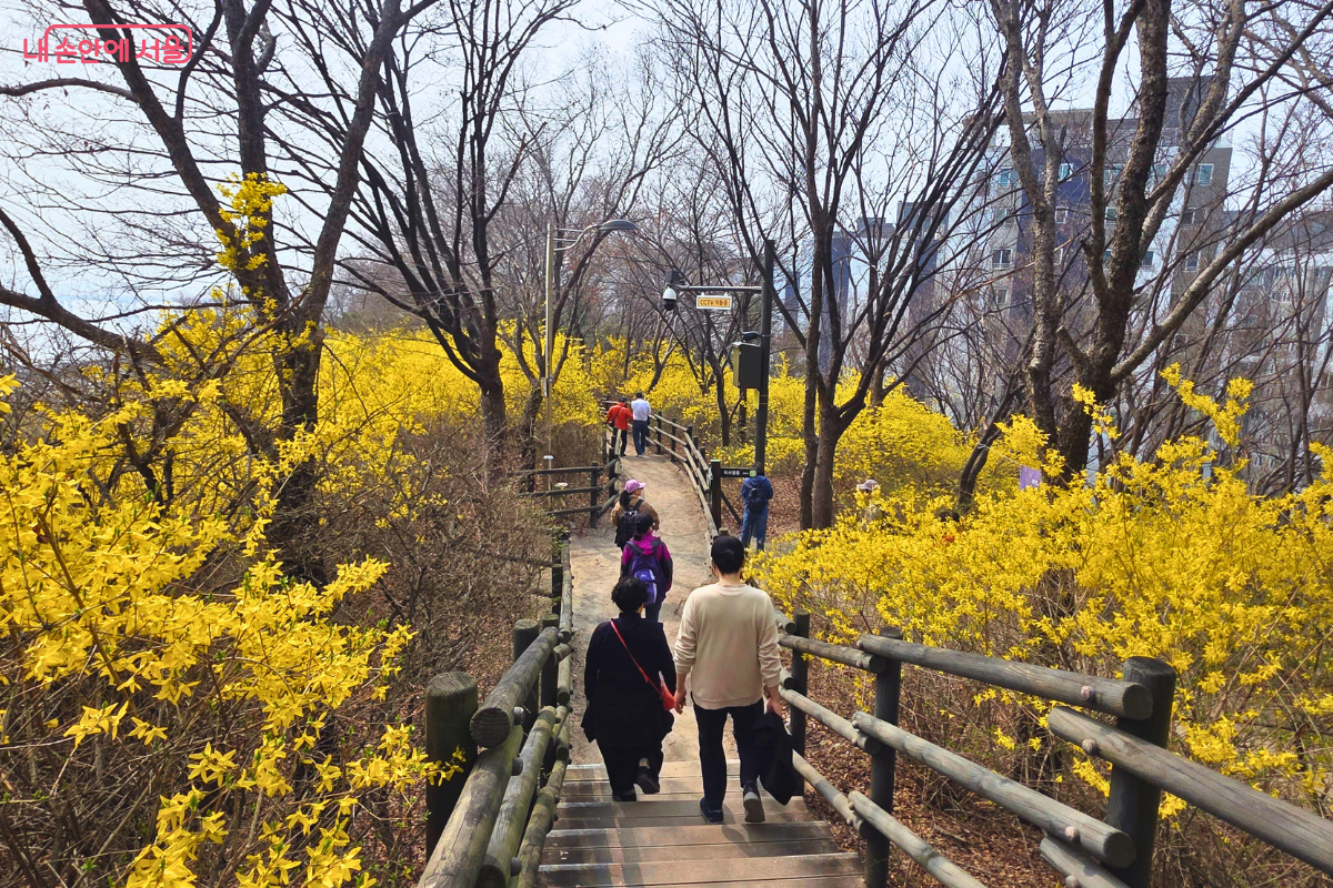 응봉산 산책로 좌우로 개나리가 흐드러지게 피어 터널을 이루고 있다. 나무 계단과 평탄한 길로 구성된 산책로를 따라 시민들이 아래로 내려가거나 걷고 있다. 개나리 군락 너머로 아직 잎이 돋지 않은 나무들과 멀리 아파트 단지가 보인다. &copy;신창근