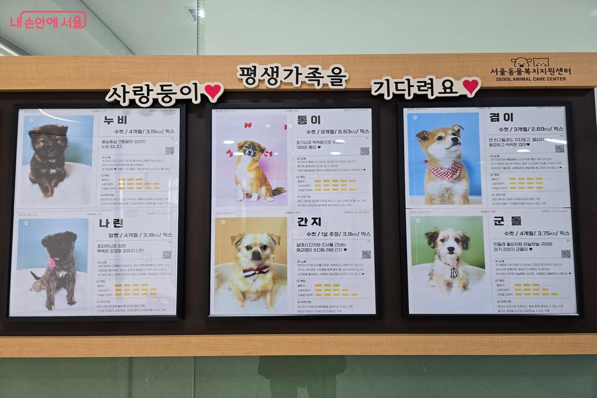 사랑둥이들이 평생가족을 기다리고 있다. &copy;강사랑