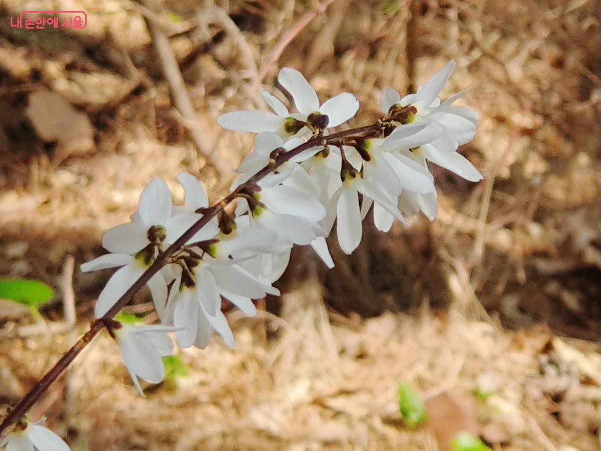 향기가 특히 좋은 한국특산식물 미선나무 &copy;김병규