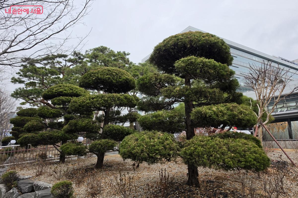 곳곳에 식재된 소나무 ⓒ조수연