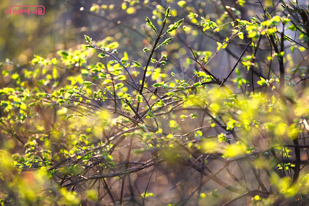 지금 막 피어오르기 시작한 봄꽃들을 만날 수 있다. &copy;김주연
