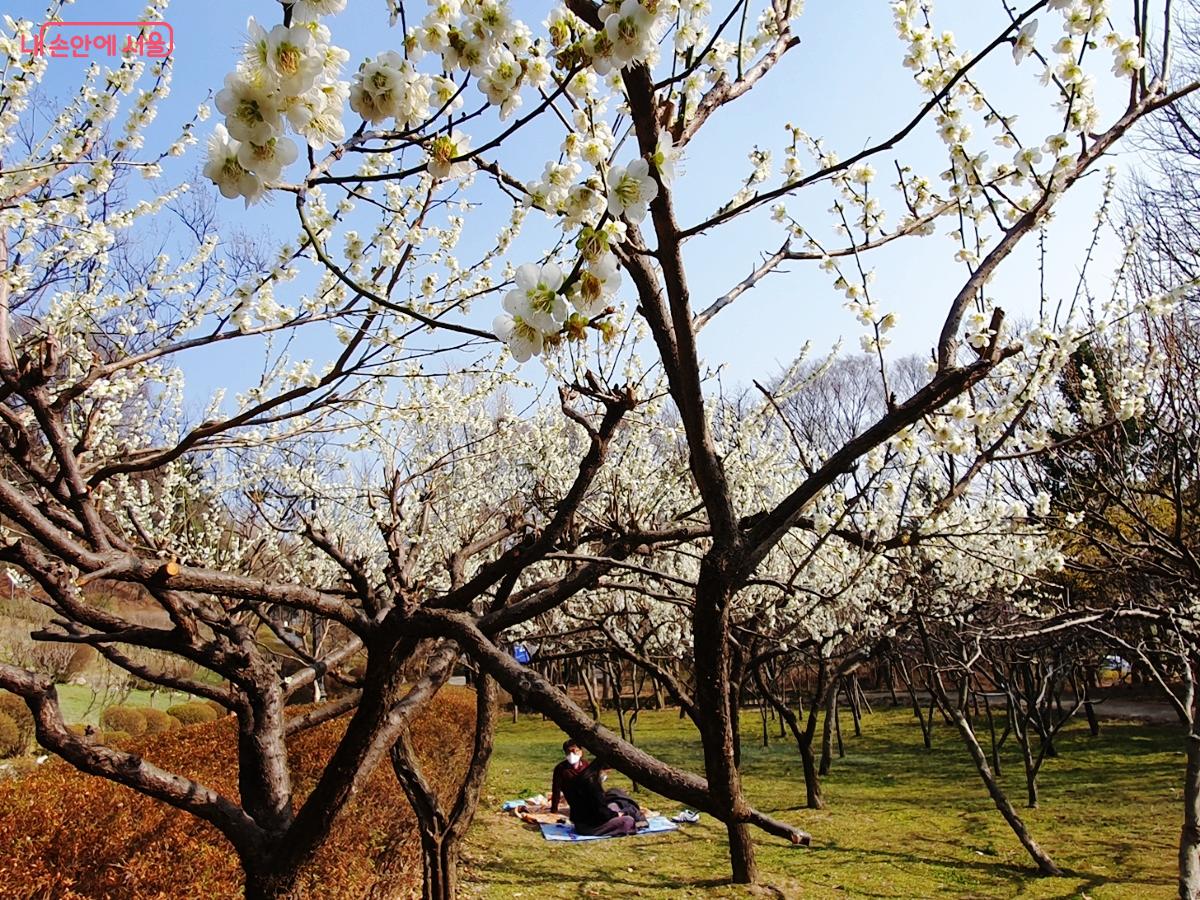 남산 매화나무 아래 봄을 만끽하는 모습이 한 폭의 그림처럼 아름답다. &copy;김병규