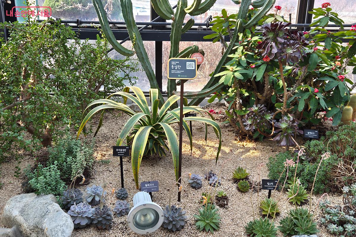 QR코드를 스마트폰으로 스캔하면 식물의 생태와 특징을 영상과 음성으로 확인 가능하다. &copy;정향선