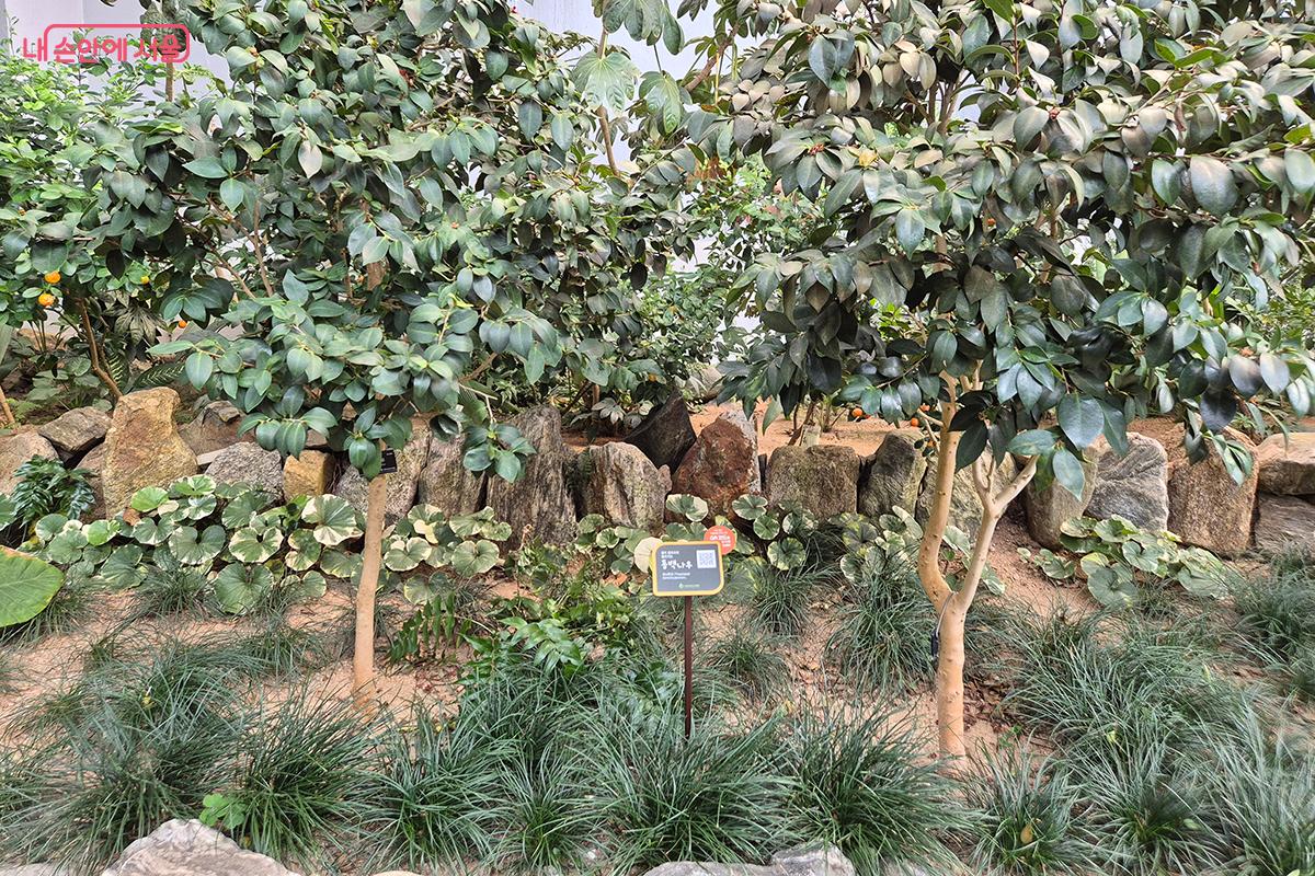 우리나라 남쪽 해안 지방에서 자생하며 해풍과 염분에 매우 강한 &lsquo;동백나무&rsquo; &copy;정향선