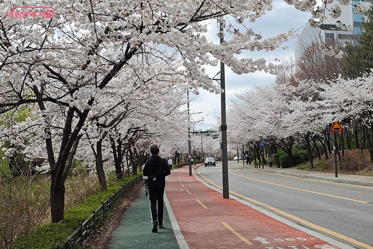 벚꽃길 옆으로 러닝을 즐기는 시민들의 모습도 볼 수 있다. ©백승훈