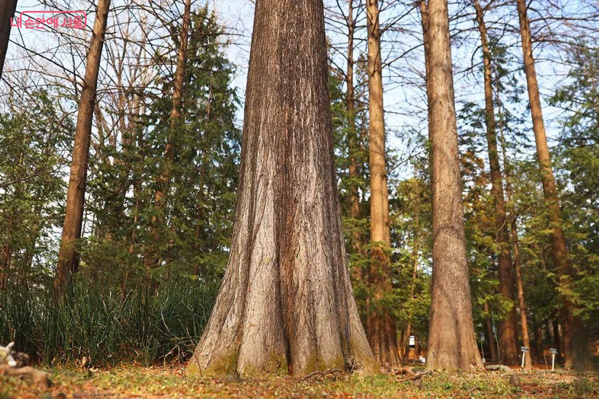 홍릉 8경 중 낙우송숲 ©국립산림과학원