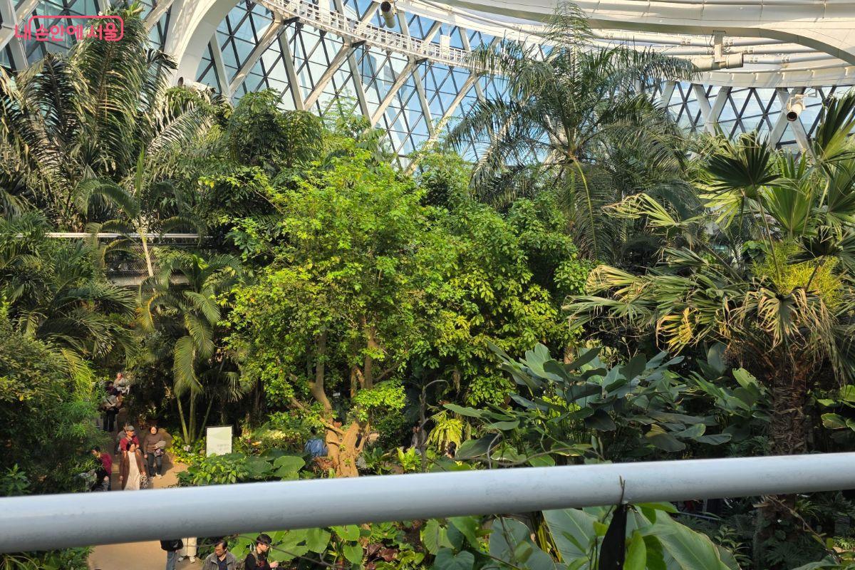 스카이워크를 걸으면 키가 큰 나무들의 잎을 구경할 수 있다.