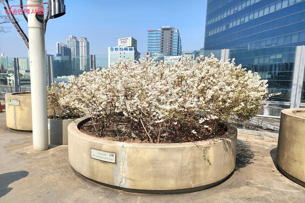 카페 이음 가는 길목에 활짝 핀 봄꽃 ©김윤화