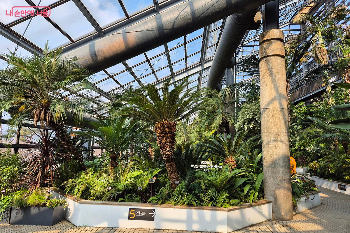 2006년 폐쇄된 남산식물원에서 서울대공원 식물원으로 이사 온 열대식물 &lsquo;소철&rsquo; &copy;정향선