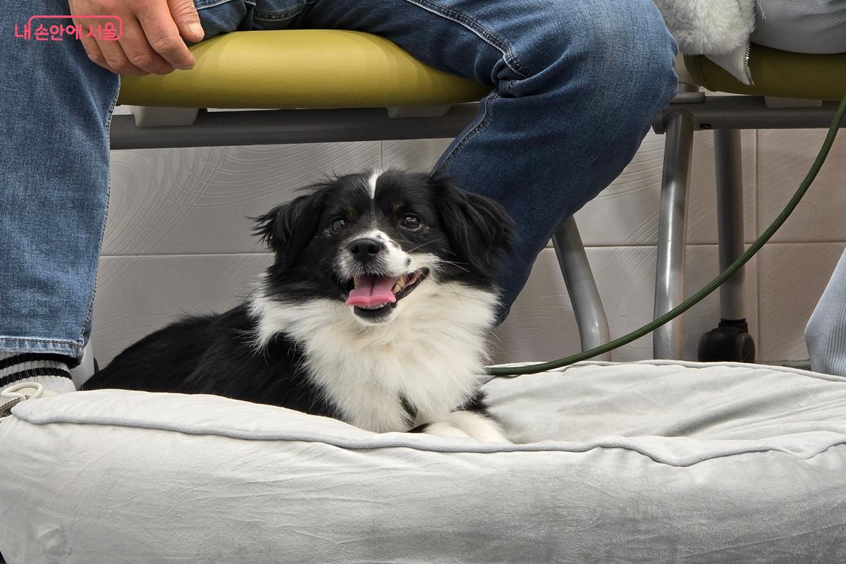 반려견 시민학교는 사람과 동물이 함께 살아가는 공공의 매너를 배우는 자리이다. &copy;강사랑