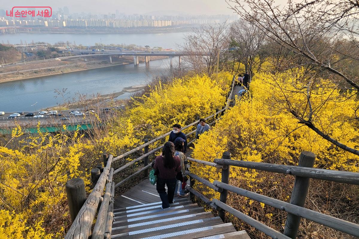 개나리가 만개한 응봉산 산책로 ⓒ조연
