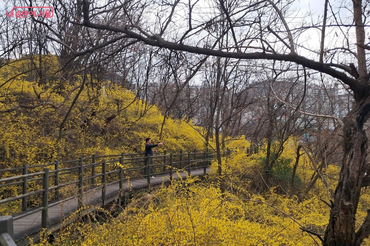 북한산 자락길에는 어마어마한 규모의 개나리 군락지가 펼쳐져 있다. ©장형진