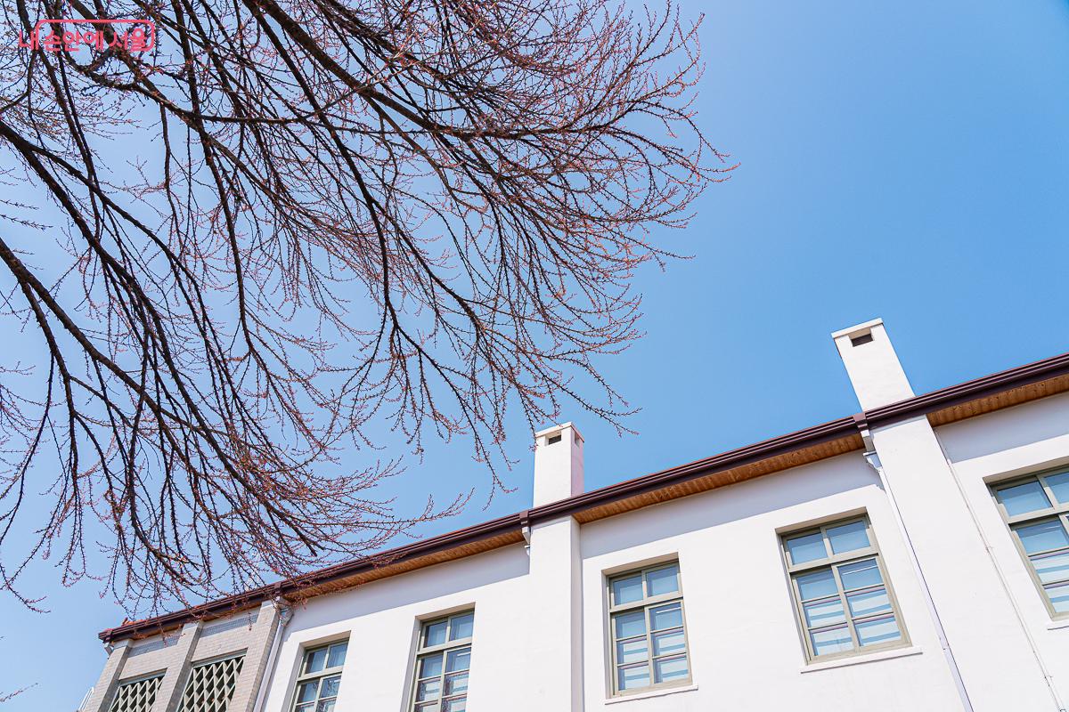 현재 서울 벚꽃의 표준이 되는 왕벚나무의 개화 상태다. &copy;김지연