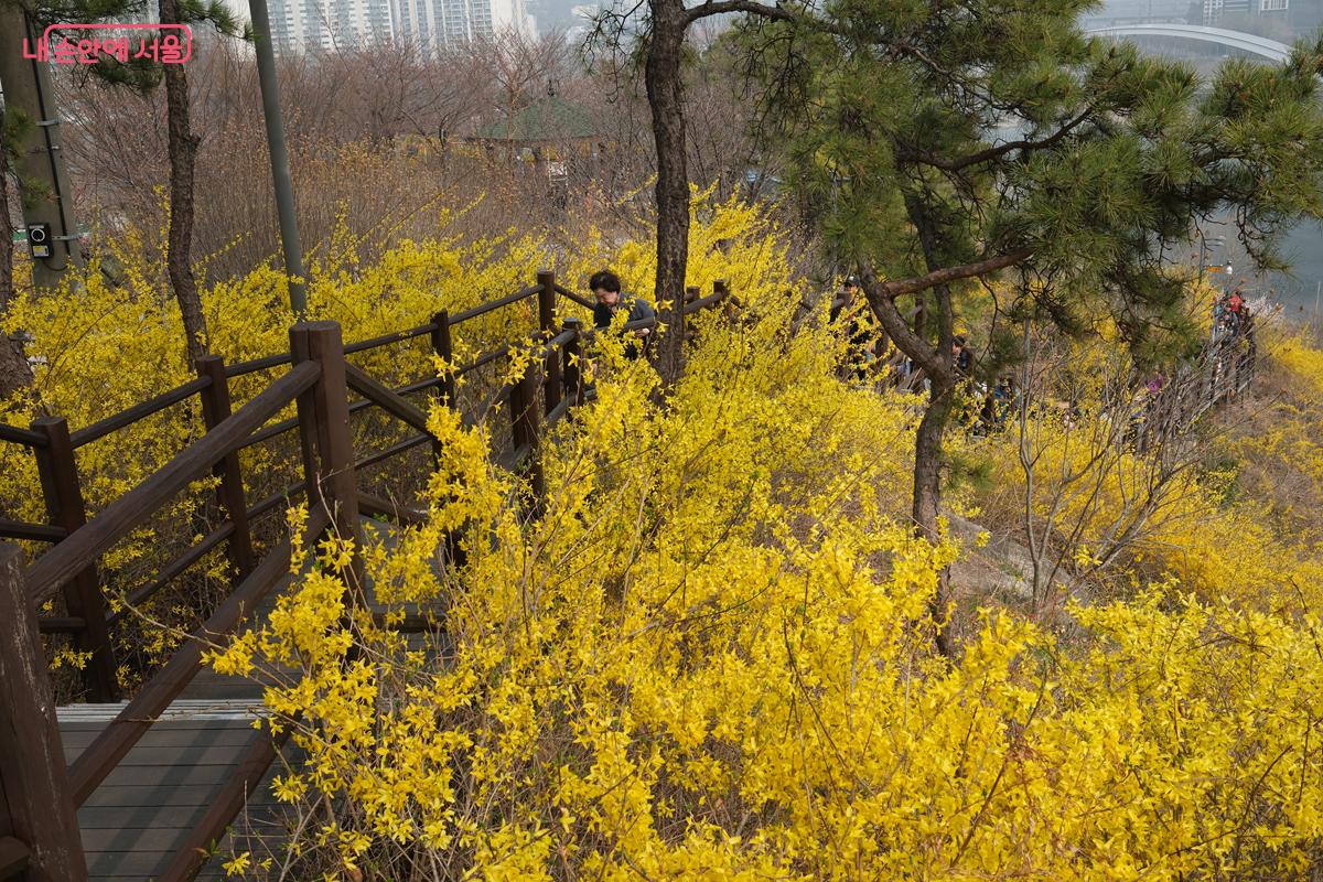 개나리꽃을 구경하며 걷다 보니 어느새 정상까지 다다른다. &copy;박우영