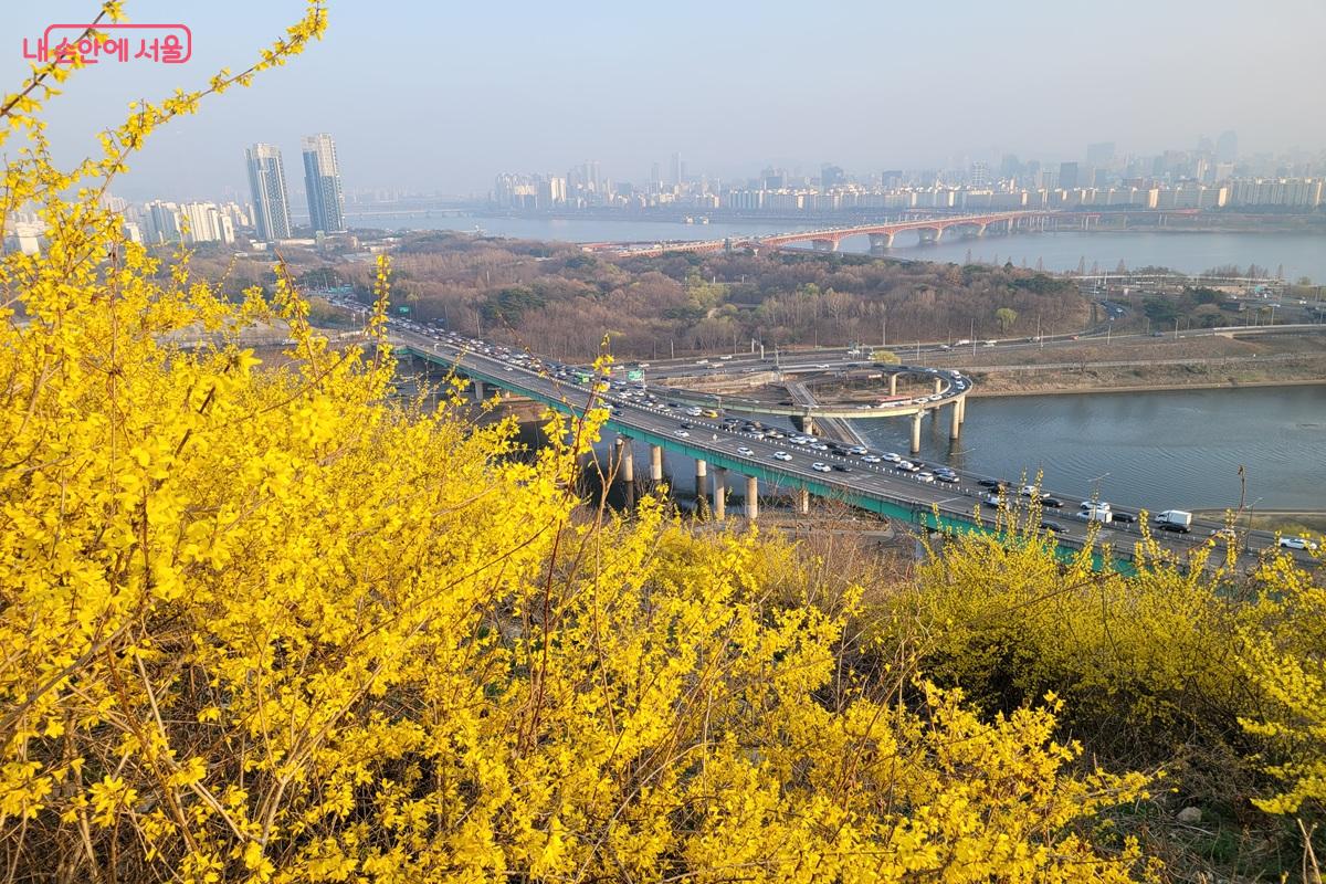 노란 개나리 너머로 펼쳐진 한강과 성수대교 풍경 ⓒ조연