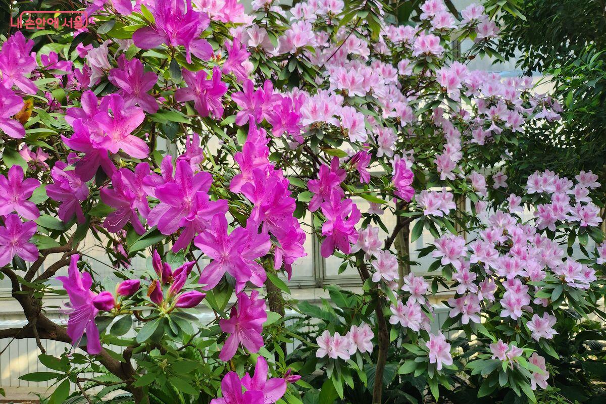 곤충식물원 온실 내부에는 철쭉이 피어 있어 한발 먼저 찾아온 봄을 느낄 수 있었다. ©장지영