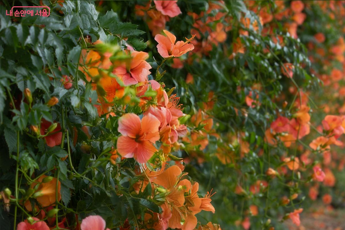 25년뚝섬의 능소화 꽃벽ⓒ장신자