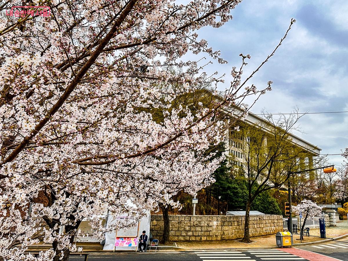 벚꽃이 만개한 윤중로와 국회의사당 모습. 사진은 지난 여의도 벚꽃축제 당시 ©양지영