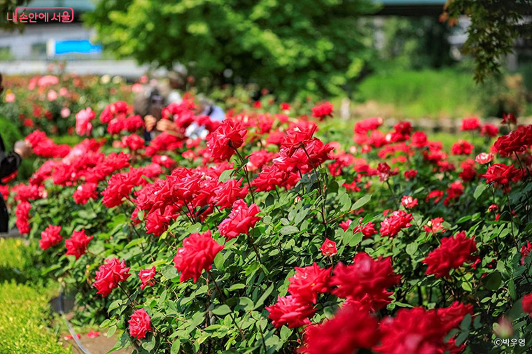 중랑천 장미정원