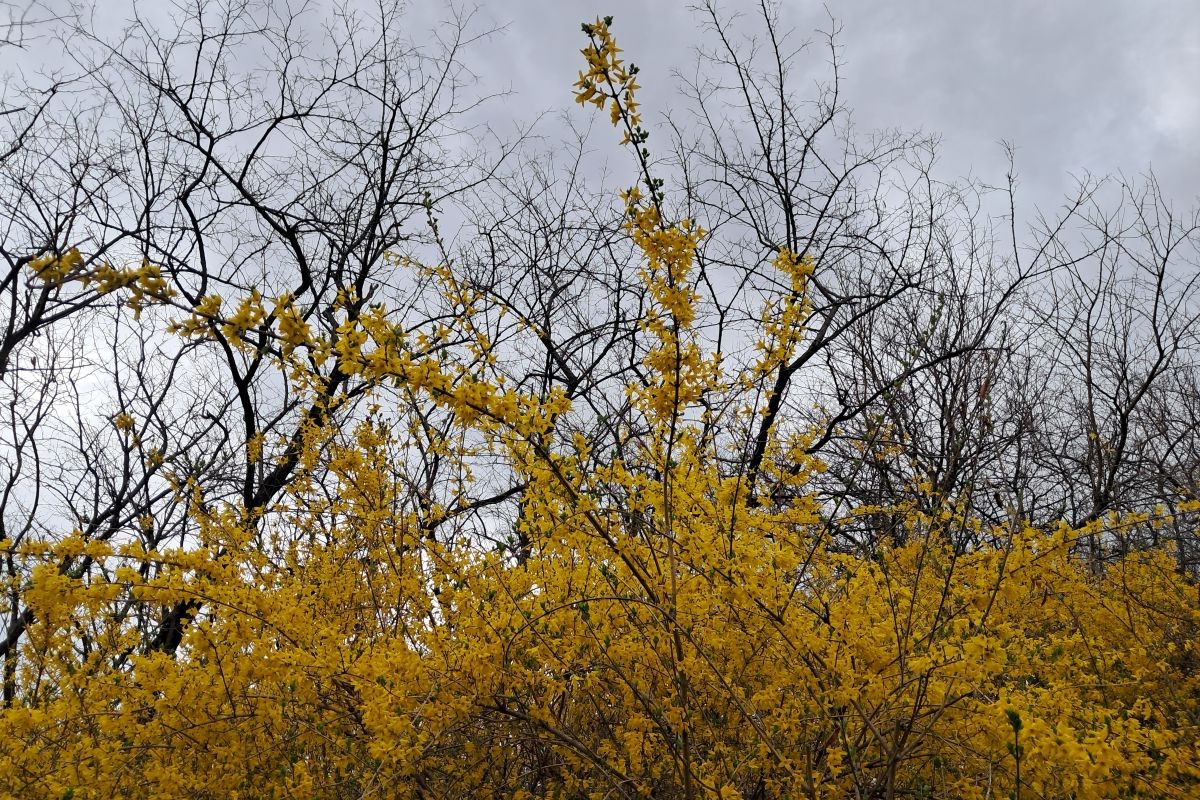 서울의 숨은 개나리 명소 &lsquo;북한산 자락길&rsquo;도 있어요! 