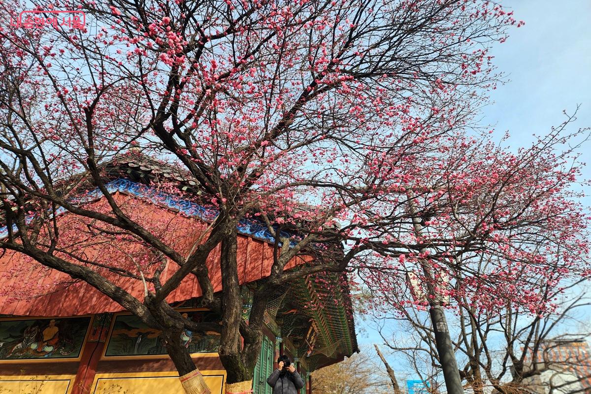 경내에서 홍매화를 가장 아름답게 감상할 수 있는 영각 주변 ©김윤화