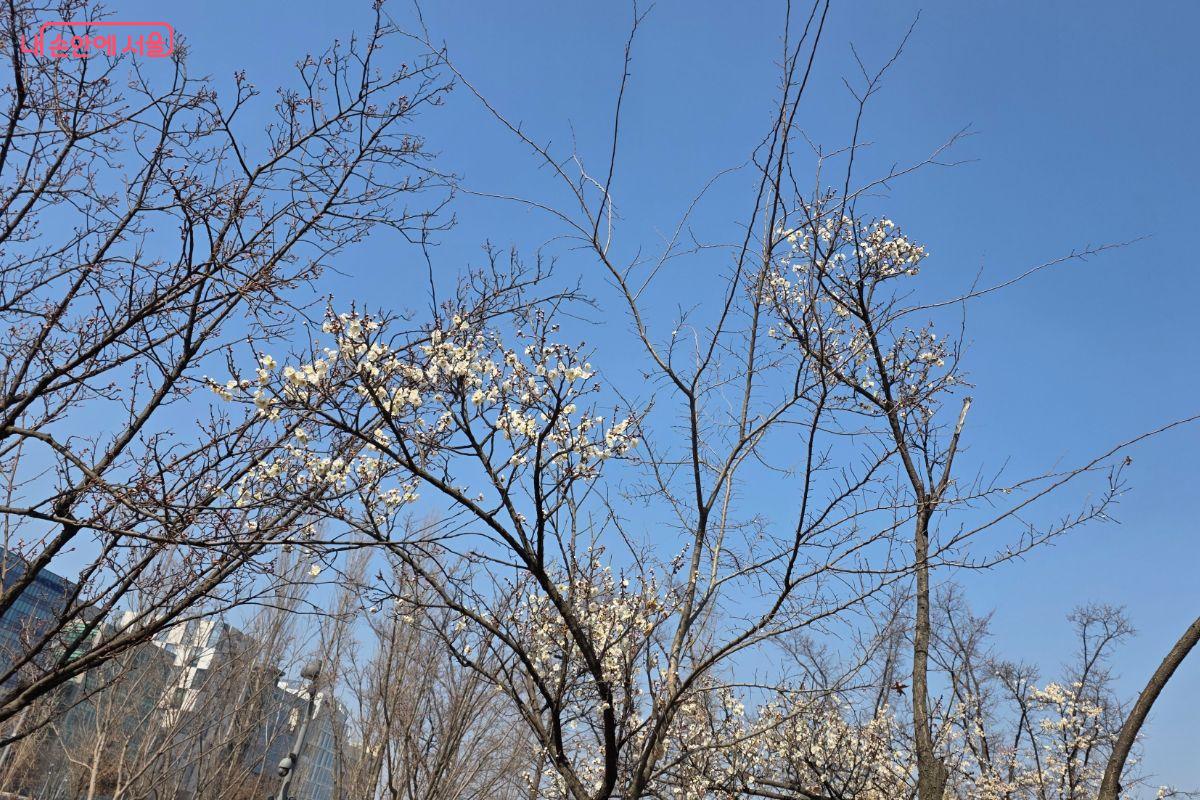 서울식물원 열린숲에 봄이 왔음을 알리는 꽃이 피고 있다.