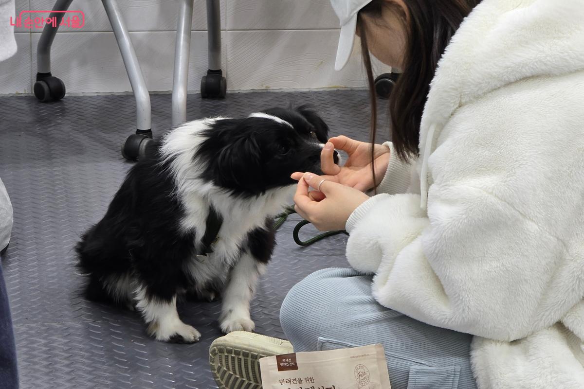 '터치' 훈련을 너무나도 잘 하는 강아지 산남이 &copy;강사랑