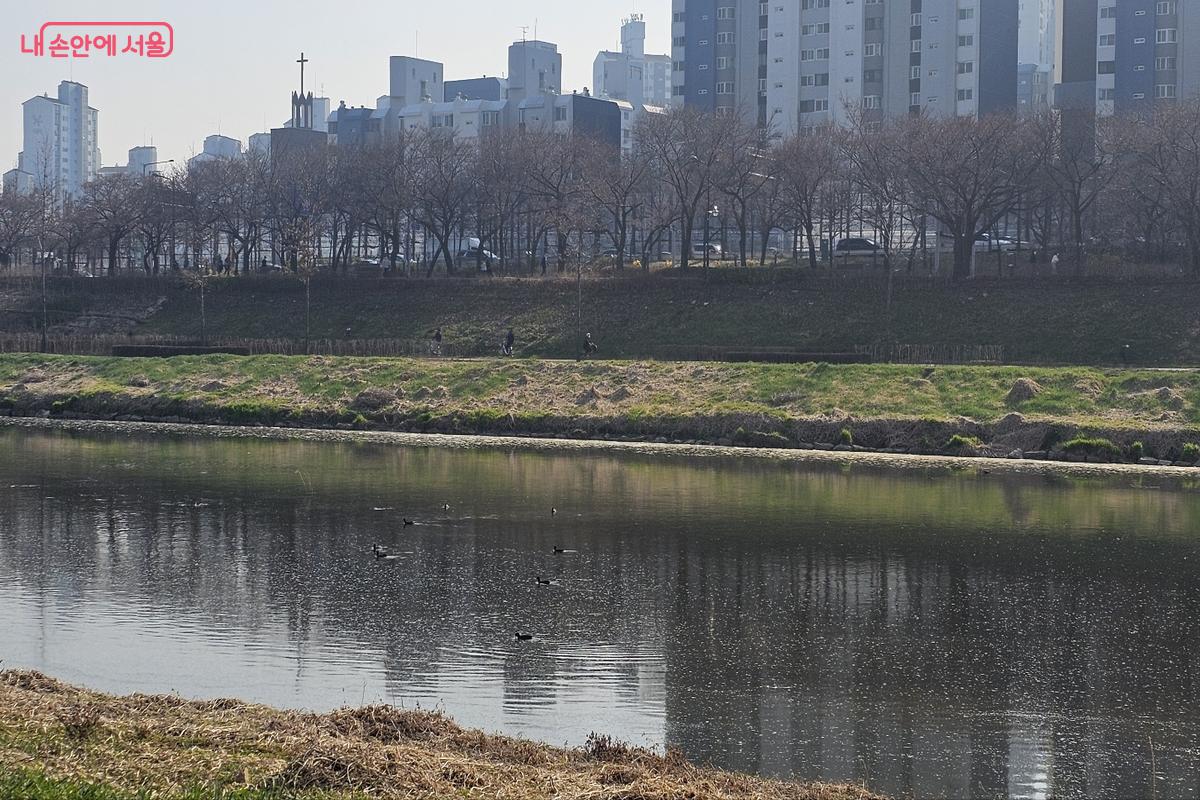 물 위를 떠다니는 오리 떼, 자연과 공존하는 도심 하천 안양천 &copy;김도희