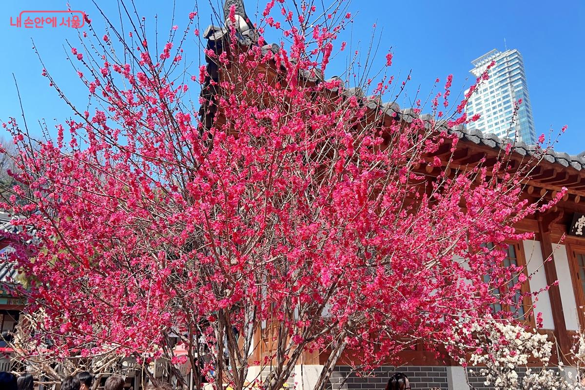 봉은사의 홍매화 명소인 매화당 ⓒ백진숙