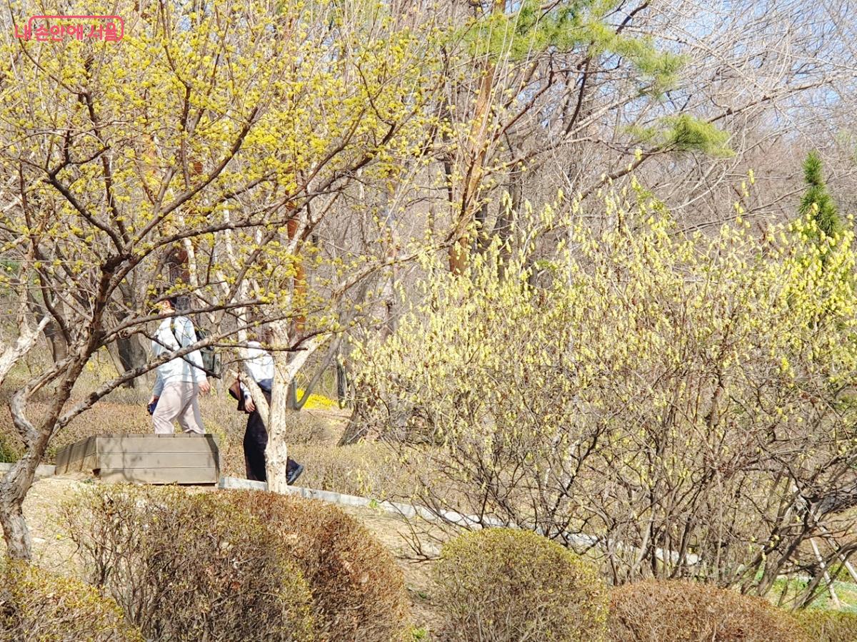 산수유와 히어리가 핀 남산공원길 &copy;김병규