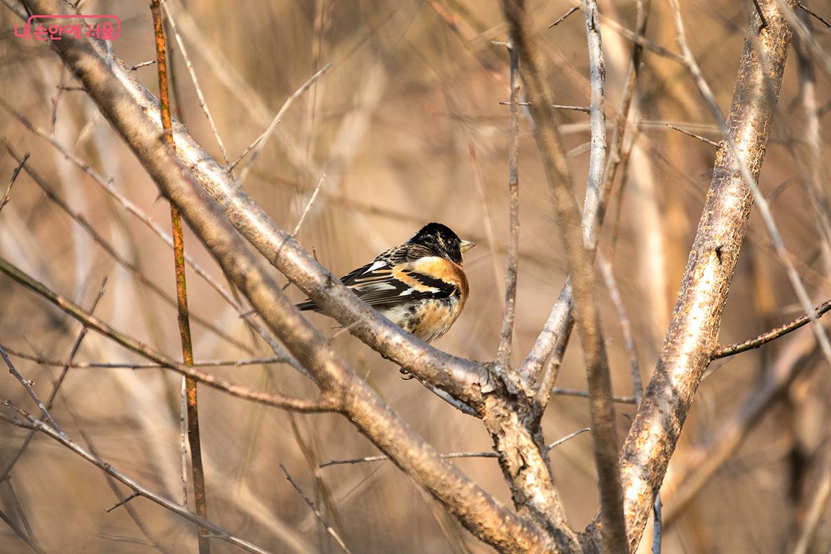 도서관 옆 숲에서는 산수유가 피고 봄을 알리는 새들의 지저귐도 들려온다. &copy;김주연