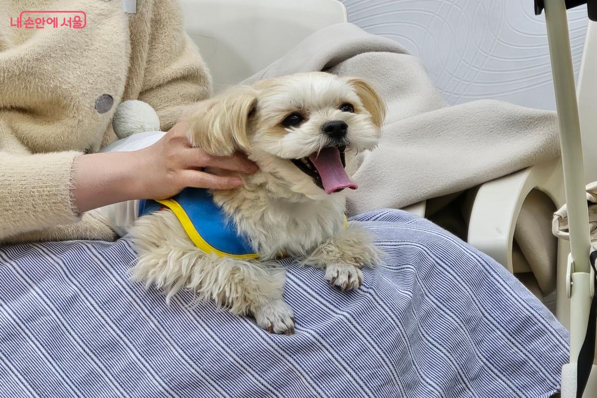 수업이 진행되는 동안 얌전하게 보호자 곁에 있는 반려견 &copy;강사랑