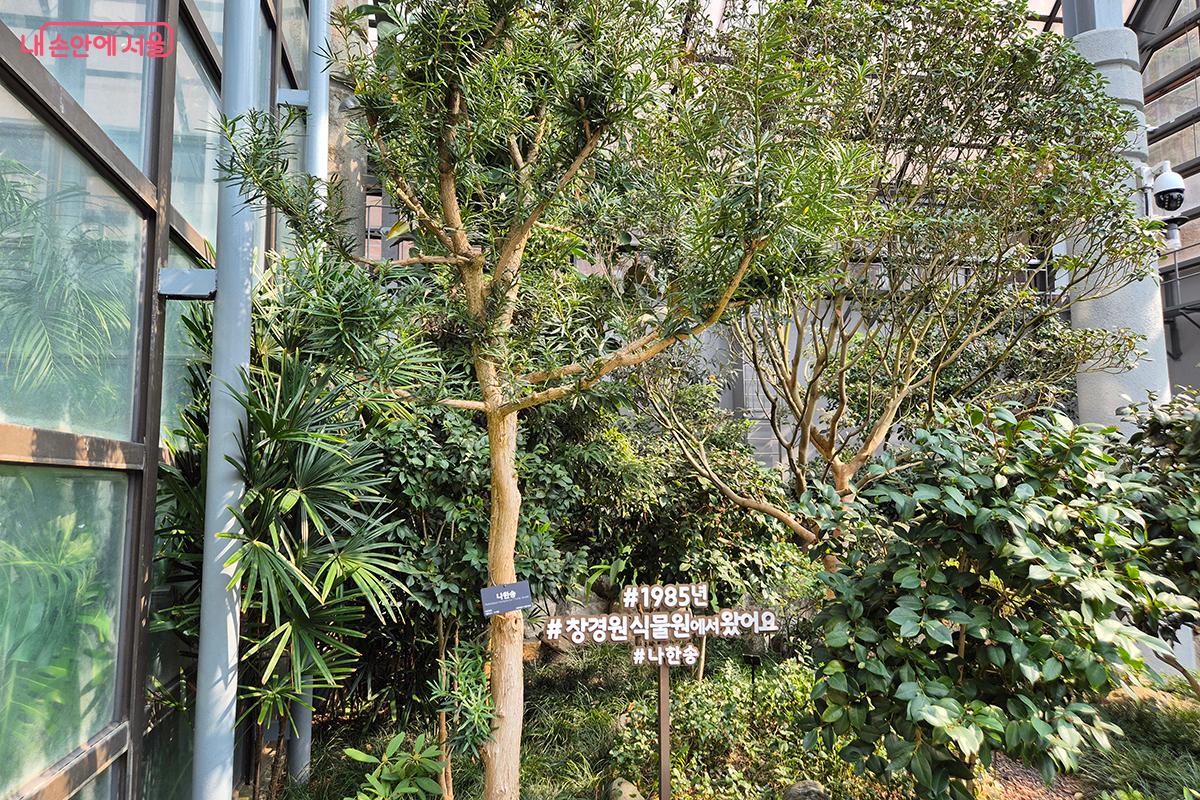 늘 푸른 나무로 공기 정화 효과가 좋아 실내용으로 인기가 높은 &lsquo;나한송&rsquo; &copy;정향선
