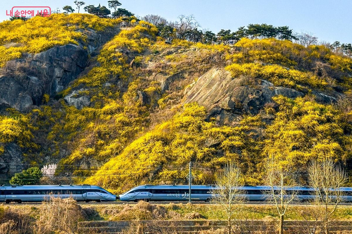 응봉산 절벽을 따라 개나리가 만개한 모습이다. 바위산을 뒤덮은 노란 꽃 군락이 인상적이며, 하단을 지나는 열차와 대비되면서 도심 속 자연의 생동감을 강조한다.