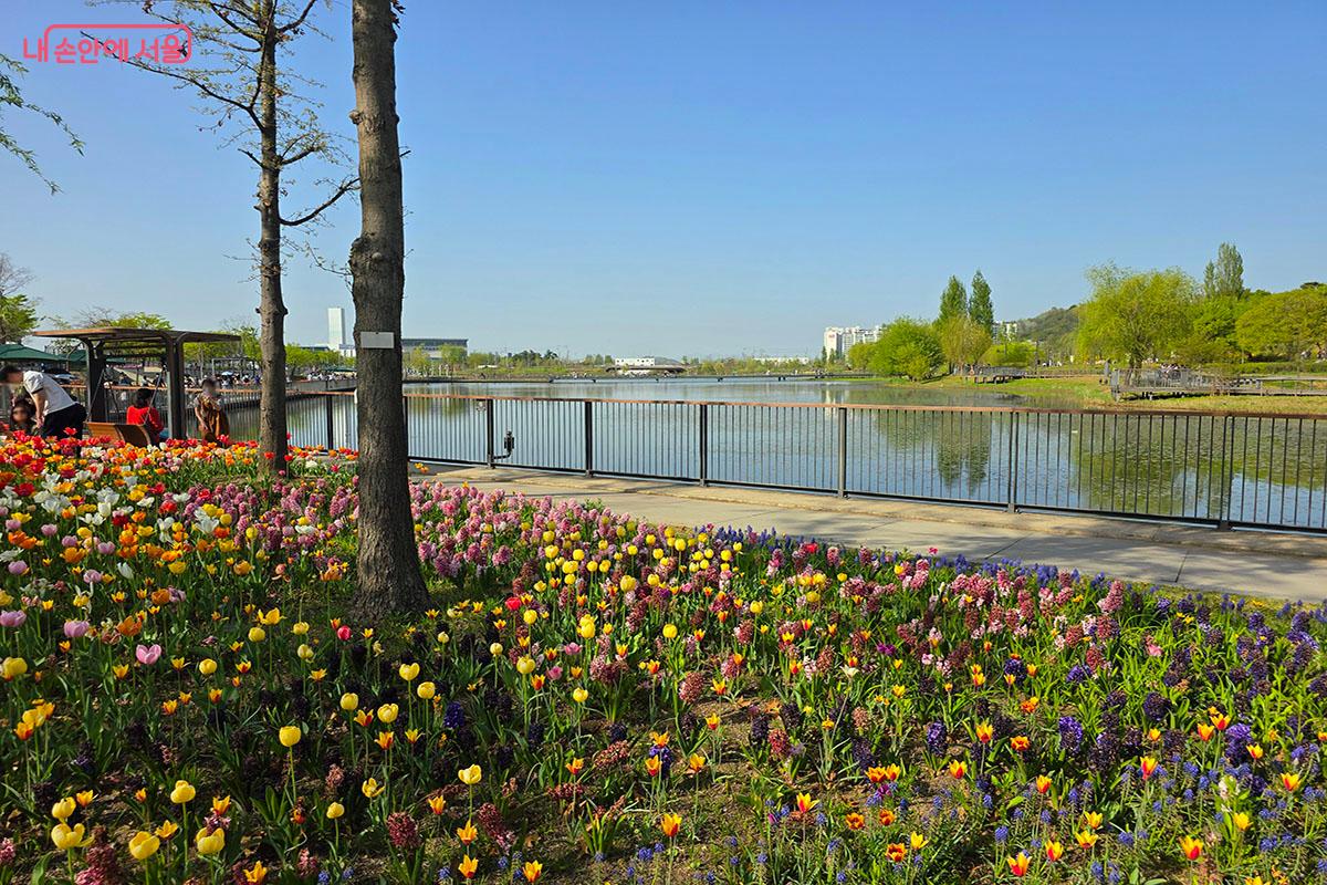 호수가 주변으로 활짝 핀 튤립, 무스카리, 히아신스, 알리움 풍경 &copy;이정민