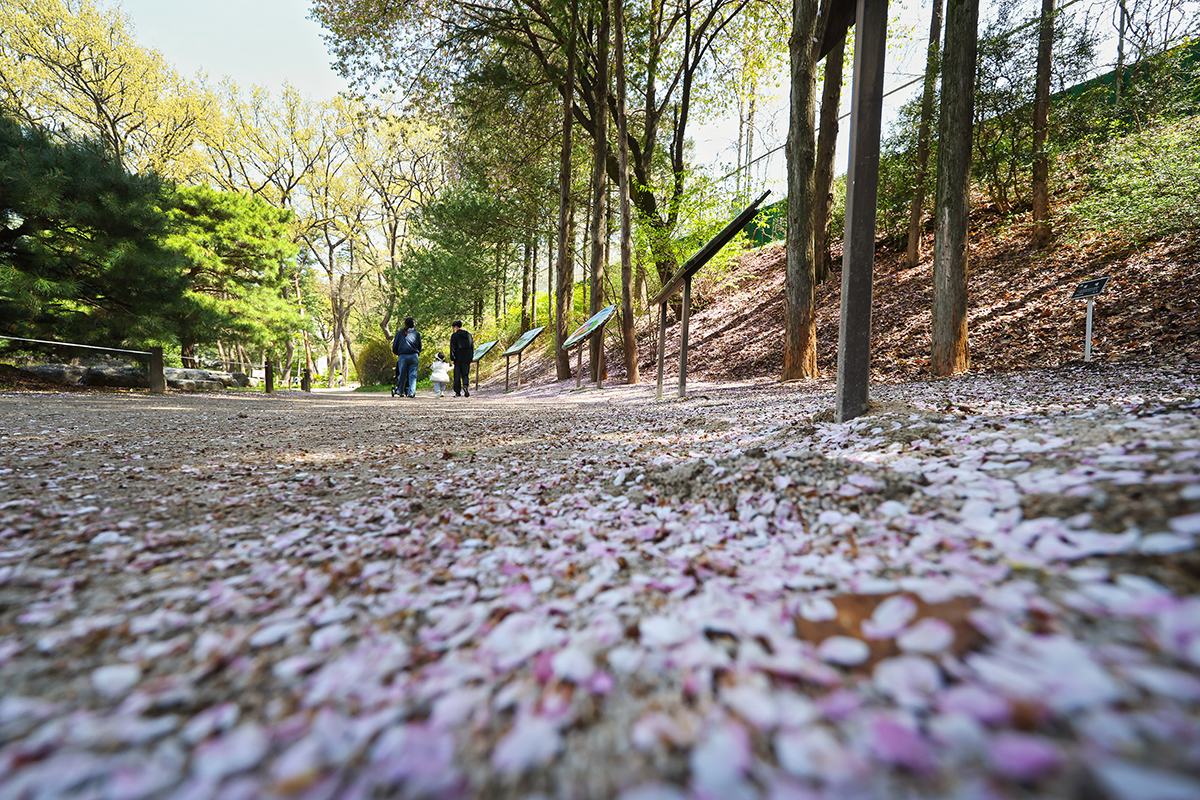 이제 주말, 평일 언제든 OK! 100년 역사 '홍릉숲' 전면 개방