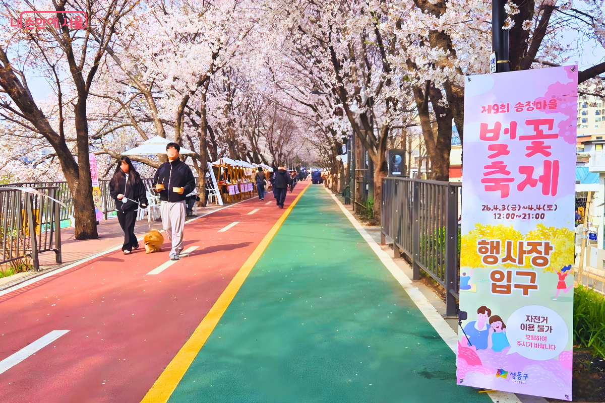 빨간색과 초록색으로 선명하게 구분된 제방 산책로 초입에 '제9회 송정마을 벚꽃축제' 안내 배너가 세워져 있다. 배너에는 축제 기간인 '26. 4. 3.(금)~4. 4.(토)'와 '행사장 입구'라는 문구가 크게 적혀 있다. 길 위로는 하얀 꽃잎이 떨어진 가운데 강아지와 함께 산책하는 시민들의 모습이 보이고, 길을 따라 늘어선 벚나무들이 완벽한 터널을 형성하고 있다.