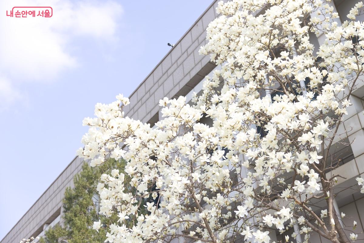 본관 뒤편에는 큰 목련나무도 있어서 목련 구경도 할 수 있었다.