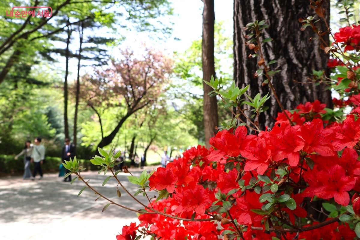 공원 산책로에 붉게 피어난 철쭉이 봄의 생동감을 더한다. &copy;이봉덕