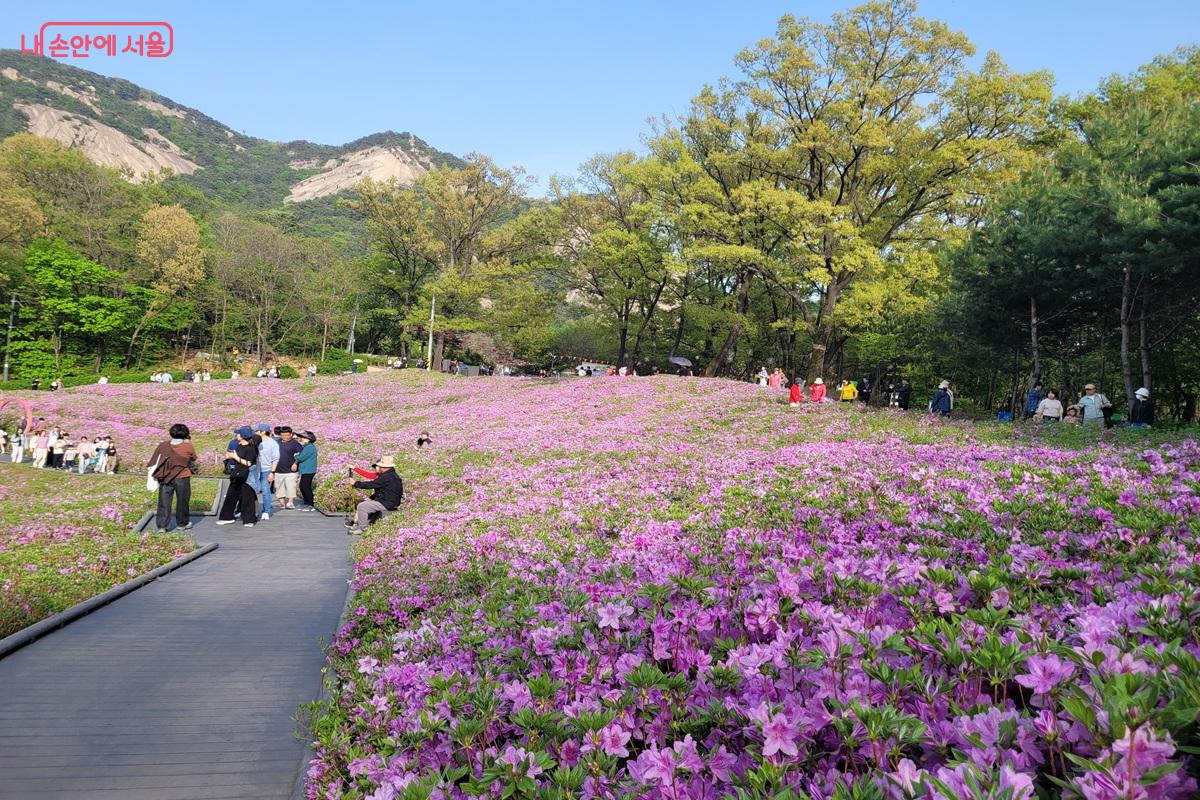 서울 노원구 불암산 철쭉동산에 만개한 철쭉과 산책하는 시민들 모습
