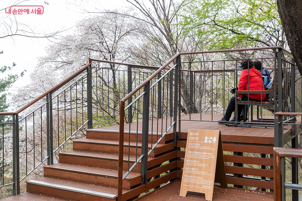 벚꽃이 피는 봄에 가장 예쁜 벚나무 전망대에서 봄을 즐기는 시민들 ⓒ문청야