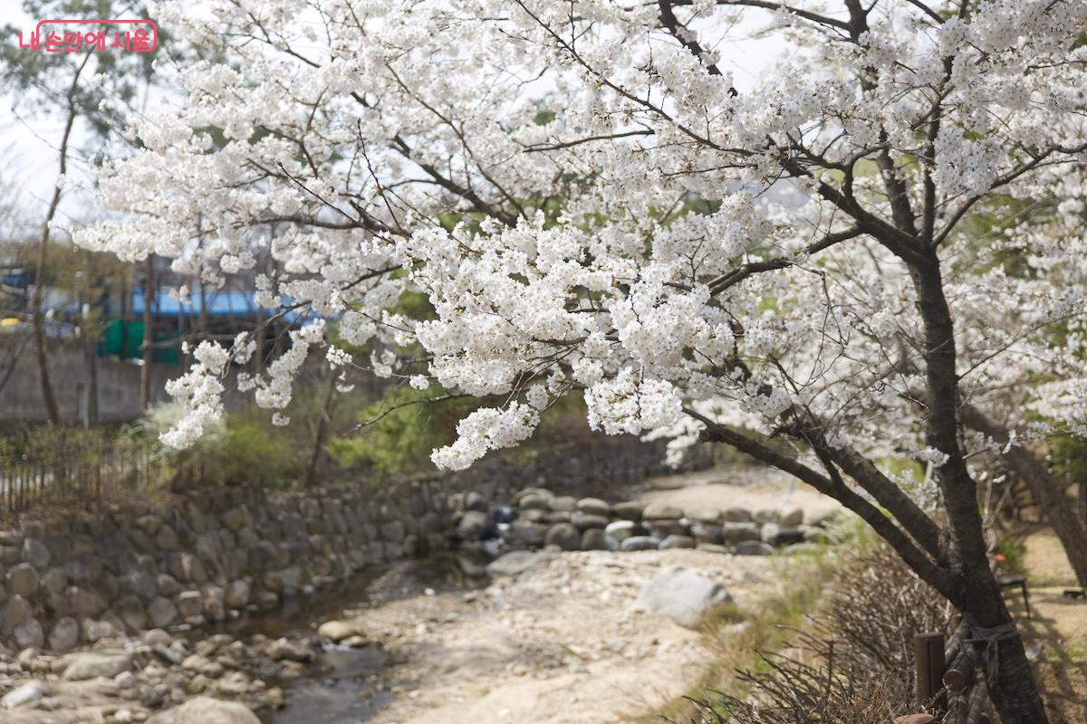 우이계곡 산책로 주변에도 벚꽃이 만개했다. ©서지희