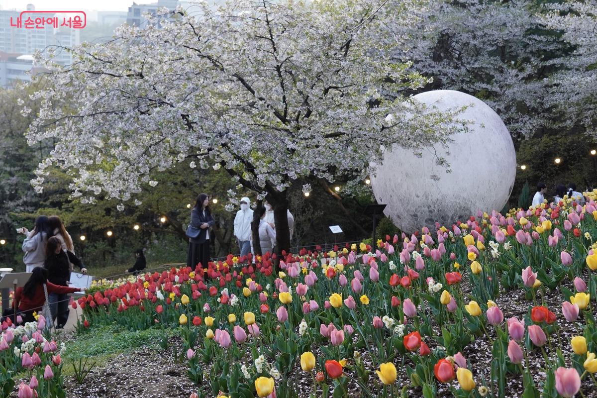 머리 위로 구름처럼 핀 연분홍 벚꽃과 발치에 줄지어 선 알록달록한 튤립 사이에서 시민들이 멈춰 서 있습니다. 서로 어깨를 맞대고 환하게 웃으며 카메라를 향해 포즈를 취하는 모습에서 봄나들이의 즐거움이 가득 느껴집니다.
