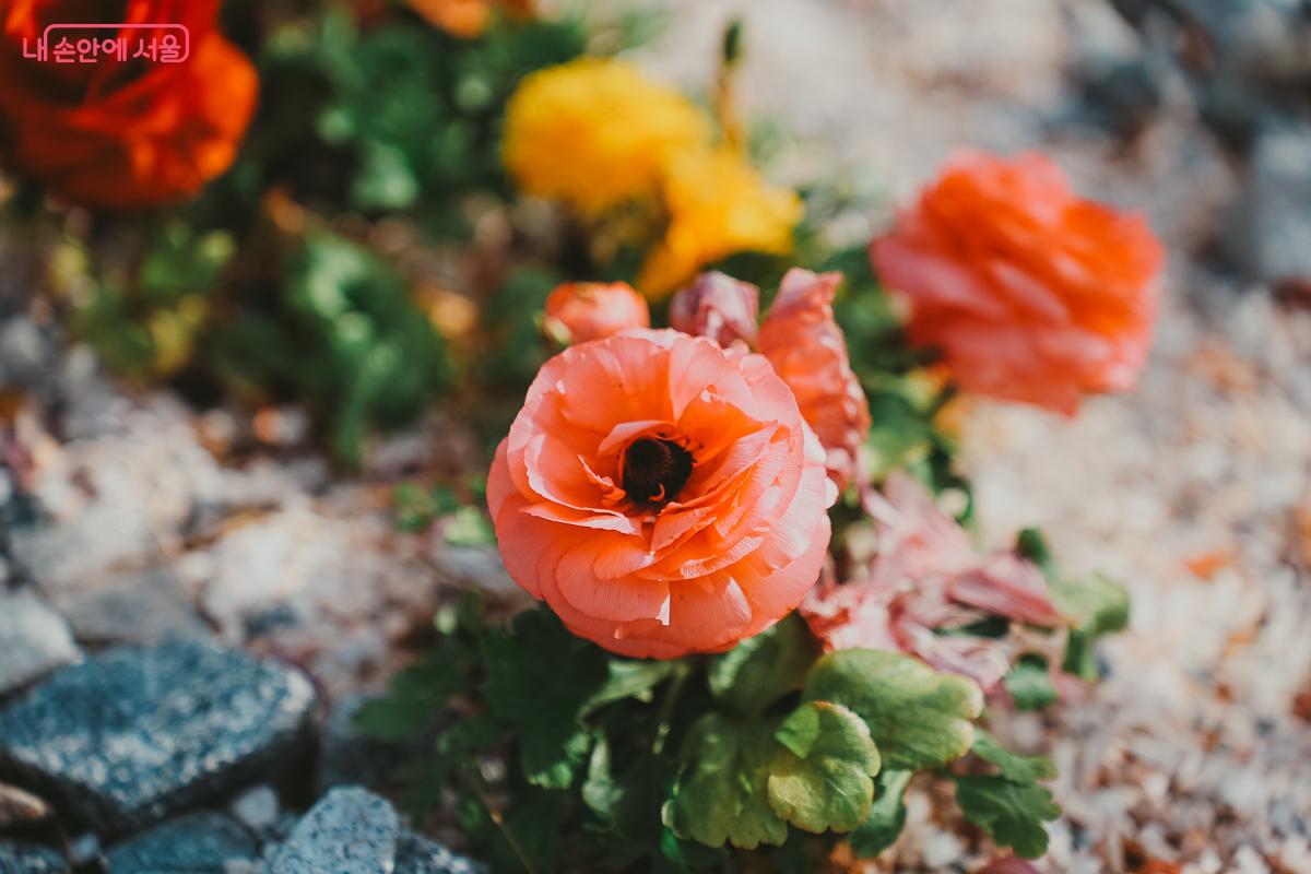 꽃잎이 매력적인 라넌큘러스가 따뜻한 봄 햇살 아래 피어 있다. &copy;김성무